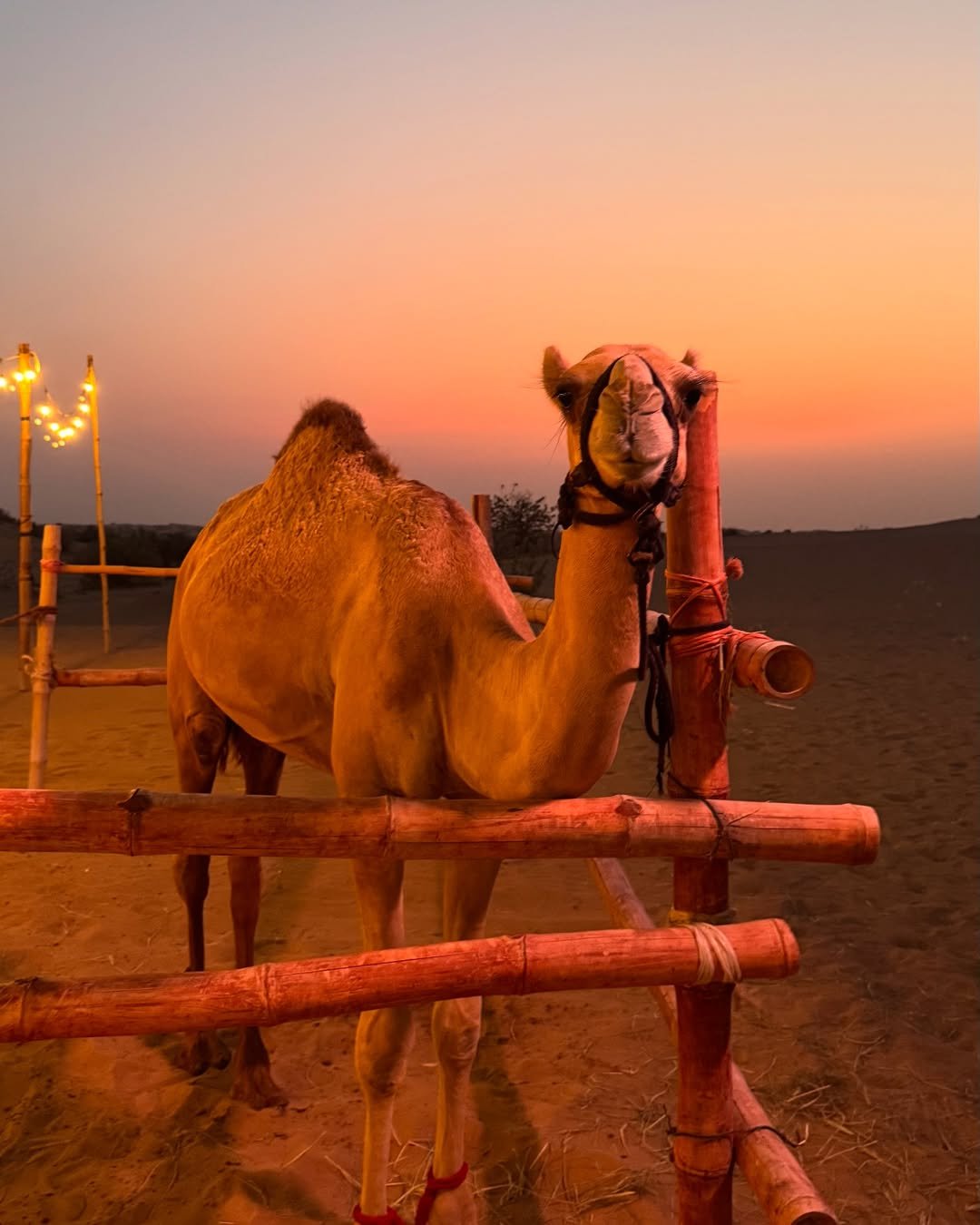 🐪 Dubai Desert Safari with Camels